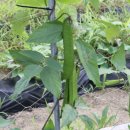 곰치농장 이미지