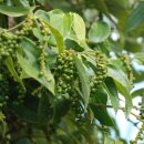 안녕, 후추 이미지