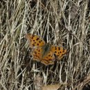 네발친구 이미지