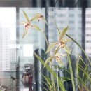 제주사계 이미지