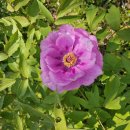 2025년도 일산 호수공원 꽃축제 이미지