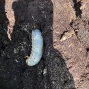 장수풍뎅이마을 이미지