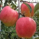4공단로1L-70 | 과실수 접목과 삽목 시기 완벽 정리로 알아보기