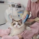 고양이무마취미용 묘갱살롱 이미지