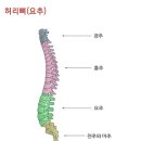 신묘막측(神妙莫測) 하신 하나님의 걸작품/인체신비 - 척추와 척수 ☆지옥은 절대 가지말자(예수님은 누구신가) 이미지