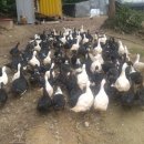 동녁농장 이미지