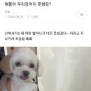 우리강아지 이미지