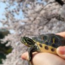 덕산초교 옆 이미지