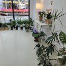 쉐르플레르