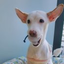 마이펫 강아지유치원 이미지