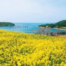 청산도봄 이미지