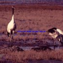 강화의 진객들~ 이미지