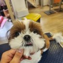 안다 동물보호소 이미지