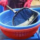 조은3호 이미지