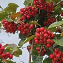 대성여인숙 이미지