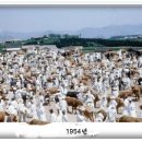 백의민족 이미지