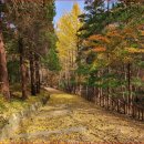 &#34;무료 개방에 단풍이 화담숲 보다 좋은데 여길 모른다고요?&#34; 230m 이어진 가을 단풍길 이미지