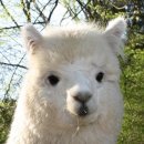 곱창하우스 이미지