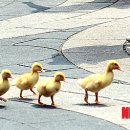 명동오리 이미지