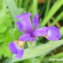 피기피기 이미지