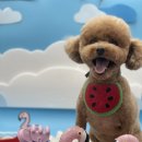 도톨그루밍 이미지