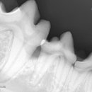 송도건국동물병원 이미지