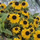 이상농장 이미지