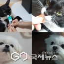 매사농장 국제뉴스