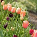 꽃밭에서 이미지