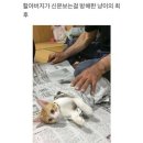 고냥이