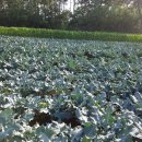 서수농장 이미지