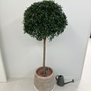 대원칸타빌(아) 경로당 | 청주 오창꽃집｜율량동 대원칸타빌 배송 후기｜집이 예쁘니 식물도 더 빛나네