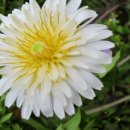 하얀민들레 이미지