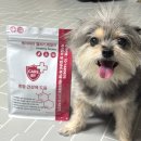 월드덴탈 | 강아지 덴탈껌 추천 치석 입냄새까지 잡아주는 저알러지 양치껌 솔직 후기