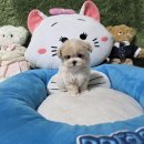 엔젤펫애견샵 | 장성강아지분양 미니강아지 전문 펫왕국 애견샵 방문 후기