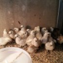 진월농장 이미지