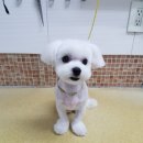 박한준종합동물병원 이미지