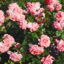 장자호수공원 장미터널 이미지