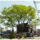 면목동 느티나무 이미지