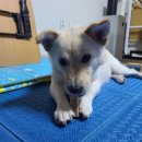 시현펫살롱 이미지