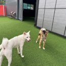 놀러오개 애견유치원 애견호텔 에버랜드점 이미지