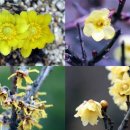 봄꽃힐링투어 이미지