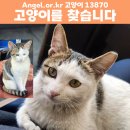 회사에서 키우는 마당냥이 고양이를 찾습니다. 사례금 드립니다 이미지