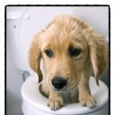 디스동물병원 이미지