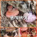 (버섯산행/230827) 자연산 영지버섯 산행 이미지