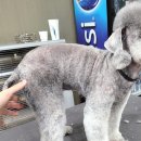 올 도그 그루밍(All DOG GROOMING) 이미지