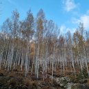 자작나무 조형물 이미지