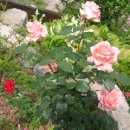 파도 한 송이 이미지