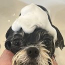 트리멍마마 이미지