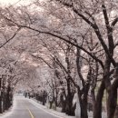 2024년 벚꽃 축제 일정 꿀팁 총정리(+명소 추천 개화시기 및 만개시기) 이미지